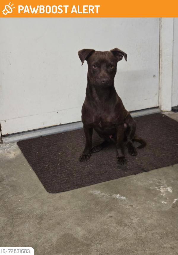 Found/Stray Male Dog last seen Apache meadows , Cypress Meadows, TX 77449