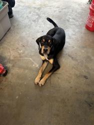 Found/Stray Male Dog last seen Airline and arroyo, Victoria, TX 77901