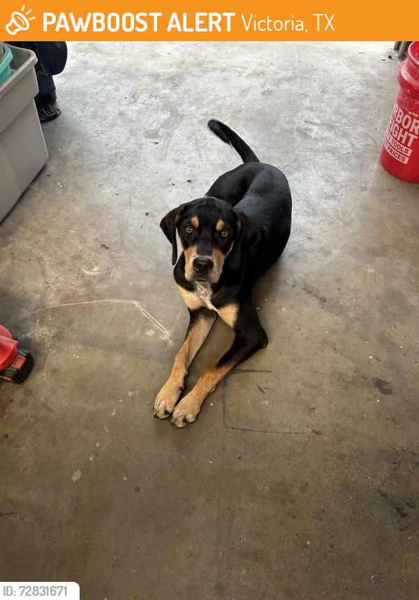 Found/Stray Male Dog last seen Airline and arroyo, Victoria, TX 77901