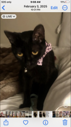 Lost Female Cat last seen Rock springs and Washington, Las Vegas, NV 89128