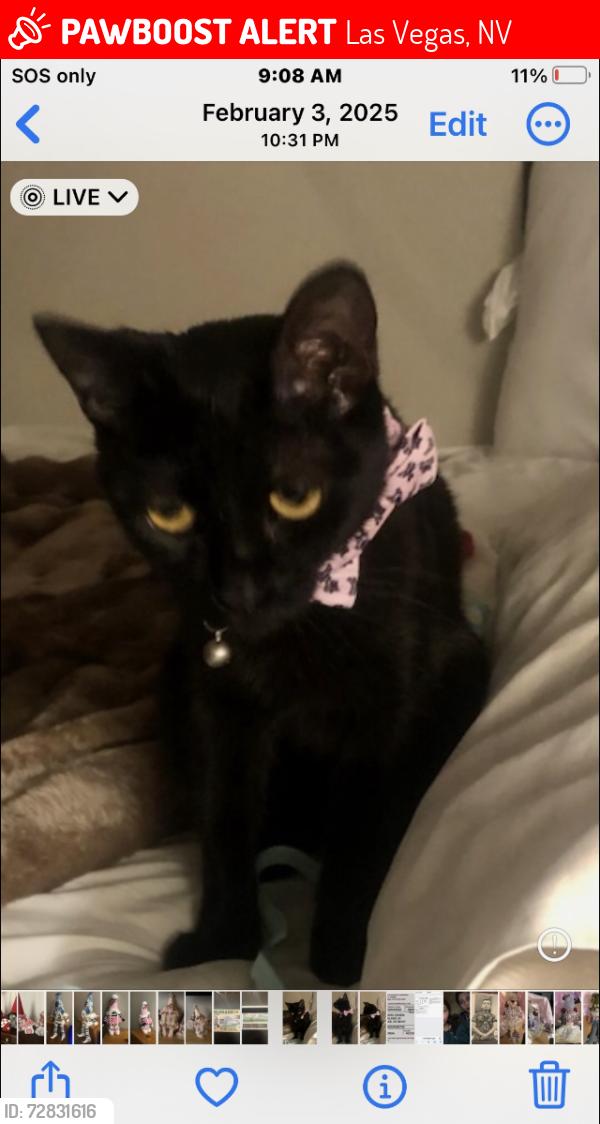 Lost Female Cat last seen Rock springs and Washington, Las Vegas, NV 89128