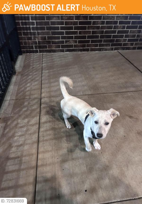 Found/Stray Female Dog last seen N Durham Dr and 21st st, Houston, TX 77008