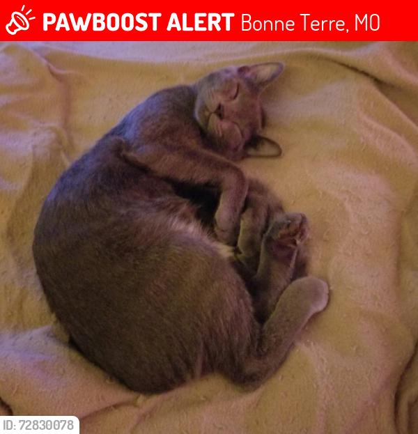 Lost Male Cat last seen Francis St and Cole Street, Bonne Terre, MO 63628