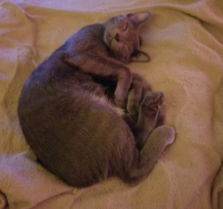 Lost Male Cat last seen Francis St and Cole Street, Bonne Terre, MO 63628