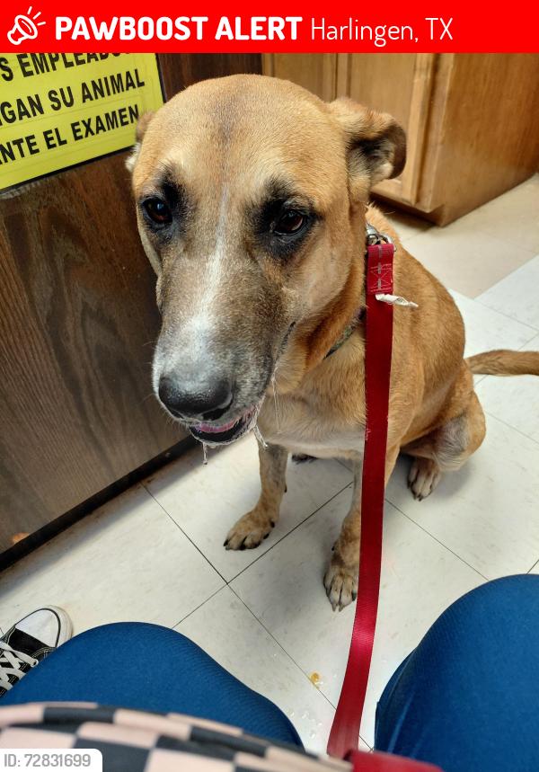 Lost Female Dog last seen Old Rio Hondo Rd & Harlingen High School , Harlingen, TX 78550