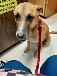 Lost Female Dog last seen Old Rio Hondo Rd & Harlingen High School , Harlingen, TX 78550