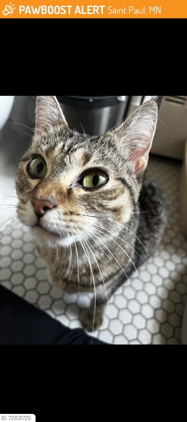 Found/Stray Female Cat last seen Smith Ave N & 7th St, Saint Paul, MN 55102
