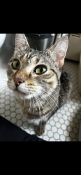 Found/Stray Female Cat last seen Smith Ave N & 7th St, Saint Paul, MN 55102