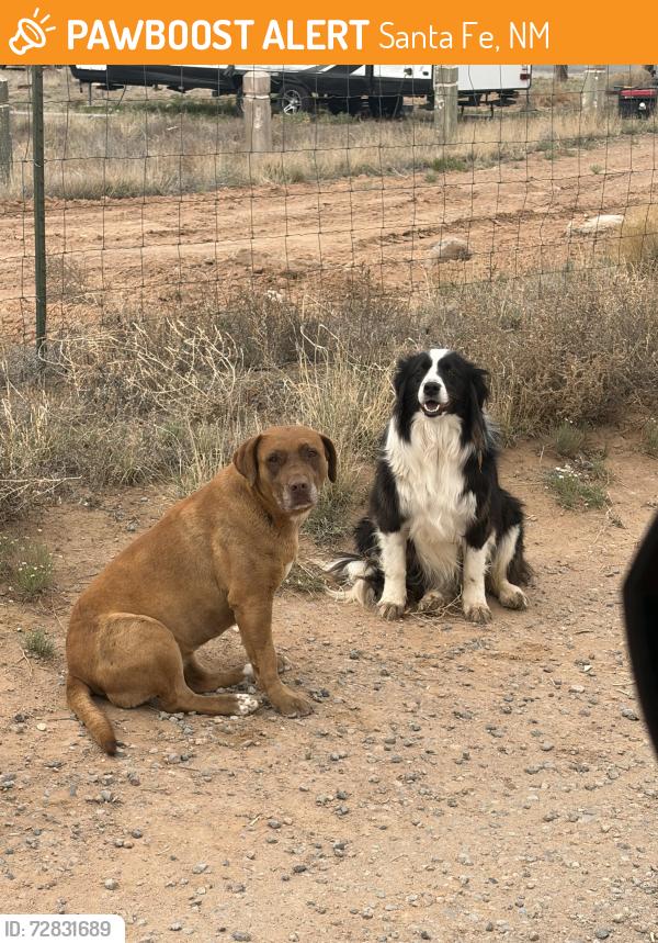 Found/Stray Unknown Dog last seen Vista Alondra , Santa Fe, NM 87508