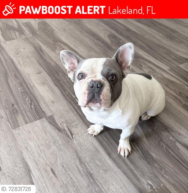 Lost Female Dog last seen Highland street between Wabash and Sikes blvd , Lakeland, FL 33815