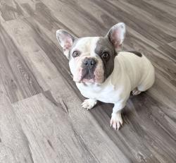 Lost Female Dog last seen Highland street between Wabash and Sikes blvd , Lakeland, FL 33815