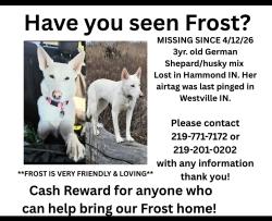 Lost Female Dog last seen Indiana toll road, Westville, IN 46391