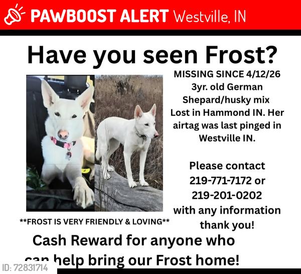 Lost Female Dog last seen Indiana toll road, Westville, IN 46391