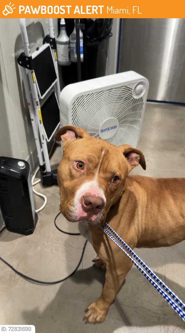 Found/Stray Male Dog last seen 79th Avenue right by the allapattah , Miami, FL 33142