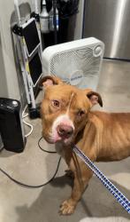 Found/Stray Male Dog last seen 79th Avenue right by the allapattah , Miami, FL 33142