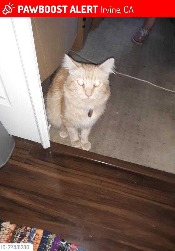 Lost Male Cat last seen Roosevelt, Magellan Aisle, Elliswoth Aise, CArtier Aisle, Irvine, CA 92620