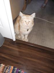 Lost Male Cat last seen Roosevelt, Magellan Aisle, Elliswoth Aise, CArtier Aisle, Irvine, CA 92620