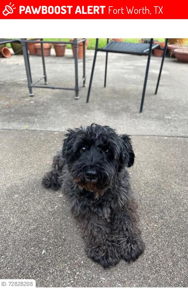 Lost Female Dog last seen Near Wonder Dr. Fort Worth, Tx. 76133, Fort Worth, TX 76133