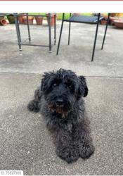 Lost Female Dog last seen Near Wonder Dr. Fort Worth, Tx. 76133, Fort Worth, TX 76133