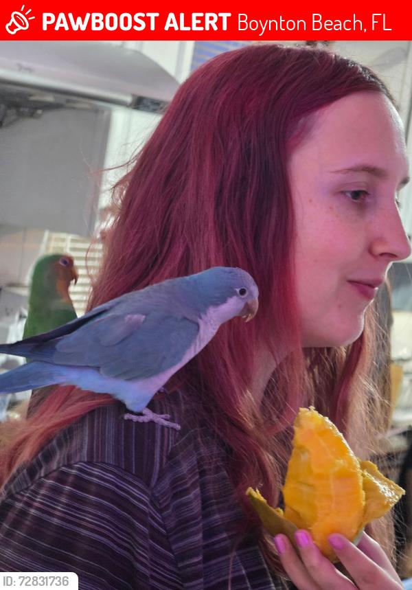 Lost Unknown Bird last seen Woolbright, Boynton Beach, FL 33426