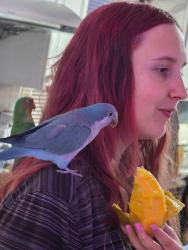 Lost Unknown Bird last seen Woolbright, Boynton Beach, FL 33426