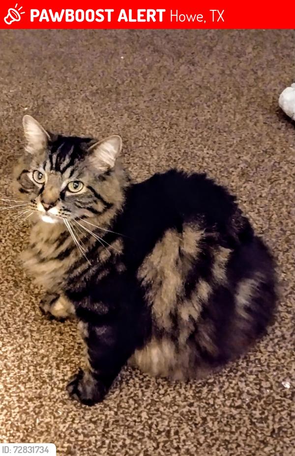 Lost Male Cat last seen ens Rd and Blythe off Hwy 5, Howe, TX 75459