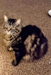 Lost Male Cat last seen ens Rd and Blythe off Hwy 5, Howe, TX 75459