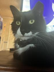 Lost Male Cat last seen Shiloh road, Dallas, TX 75228