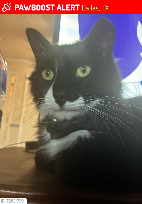 Lost Male Cat last seen Shiloh road, Dallas, TX 75228