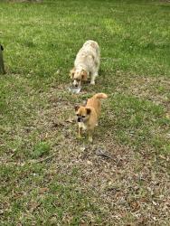 Found/Stray Male Dog last seen Sandy porter, Charlotte, NC 28273