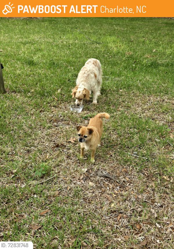 Found/Stray Male Dog last seen Sandy porter, Charlotte, NC 28273