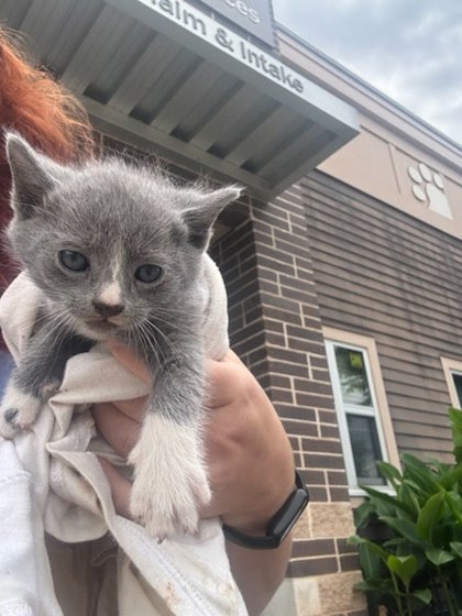 Shelter Stray Male Cat last seen Near Shallowford Terrace, 30341, GA, 3280 Chamblee Dunwoody Rd, Chamblee, GA 30341, USA