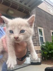 Shelter Stray Male Cat last seen Near Shallowford Terrace, 30341, GA, 3280 Chamblee Dunwoody Rd, Chamblee, GA 30341, USA