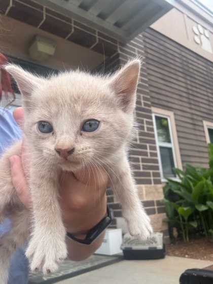 Shelter Stray Male Cat last seen Near Shallowford Terrace, 30341, GA, 3280 Chamblee Dunwoody Rd, Chamblee, GA 30341, USA