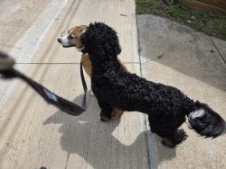 Found/Stray Unknown Dog last seen Alley between Edgecove and Milltrail, Dallas, TX 75238