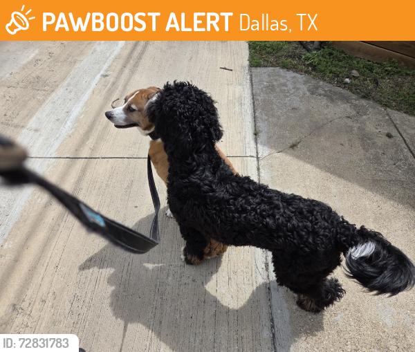 Found/Stray Unknown Dog last seen Alley between Edgecove and Milltrail, Dallas, TX 75238
