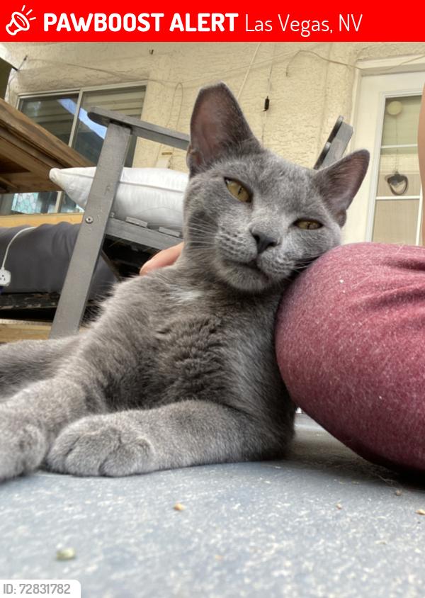 Lost Male Cat last seen The lakes, Las Vegas, NV 89117