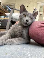 Lost Male Cat last seen The lakes, Las Vegas, NV 89117