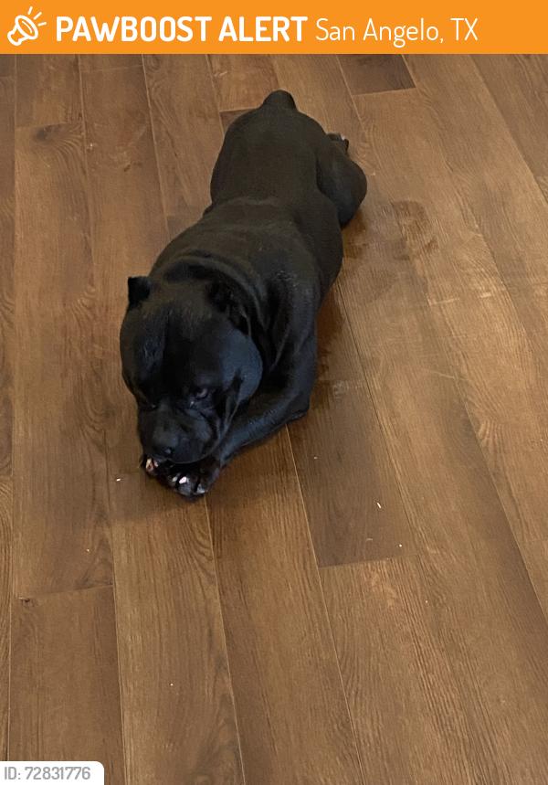 Found/Stray Unknown Dog last seen Near Southwest Blvd, San Angelo, TX 76904