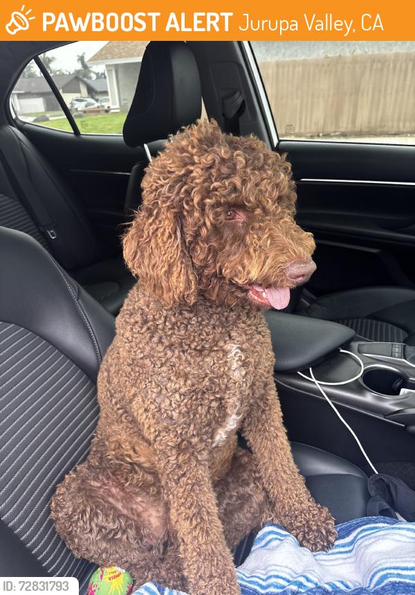 Found/Stray Female Dog last seen Candle Light Dr & Indian Camp Rd, Jurupa Valley, CA 92509