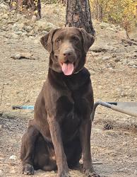 Lost Male Dog last seen River Road, Leavenworth, WA 98826