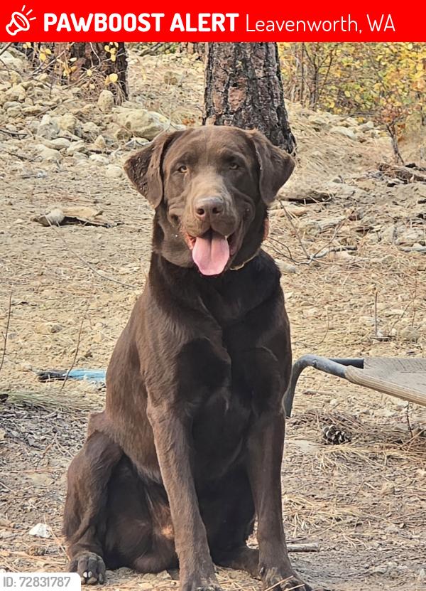 Lost Male Dog last seen River Road, Leavenworth, WA 98826