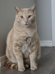 Lost Male Cat last seen 35th ave and Peoria, Phoenix, AZ 85029