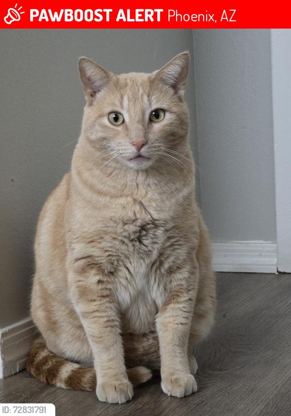 Lost Male Cat last seen 35th ave and Peoria, Phoenix, AZ 85029