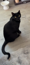 Lost Male Cat last seen Spring & 32nd St (also near Flamson area where AirTag was found) , Paso Robles, CA 93446