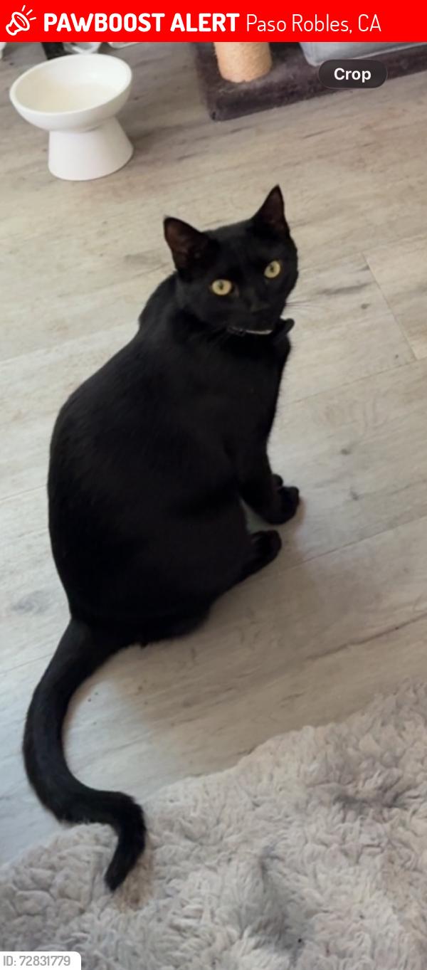 Lost Male Cat last seen Spring & 32nd St (also near Flamson area where AirTag was found) , Paso Robles, CA 93446