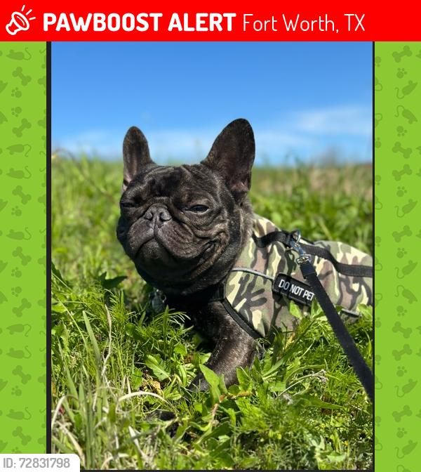 Lost Male Dog last seen Eastland and San Rose in the zipcode 76119, by CC Moss Elementary, Fort Worth, TX 76119