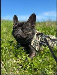 Lost Male Dog last seen Eastland and San Rose in the zipcode 76119, by CC Moss Elementary, Fort Worth, TX 76119