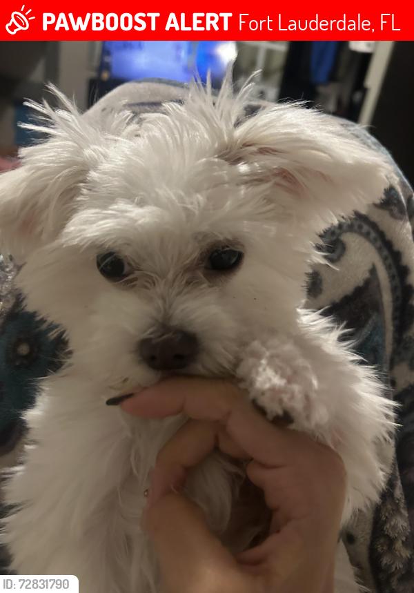 Lost Male Dog last seen Broadview 20th st, Fort Lauderdale, FL 33317