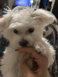 Lost Male Dog last seen Broadview 20th st, Fort Lauderdale, FL 33317